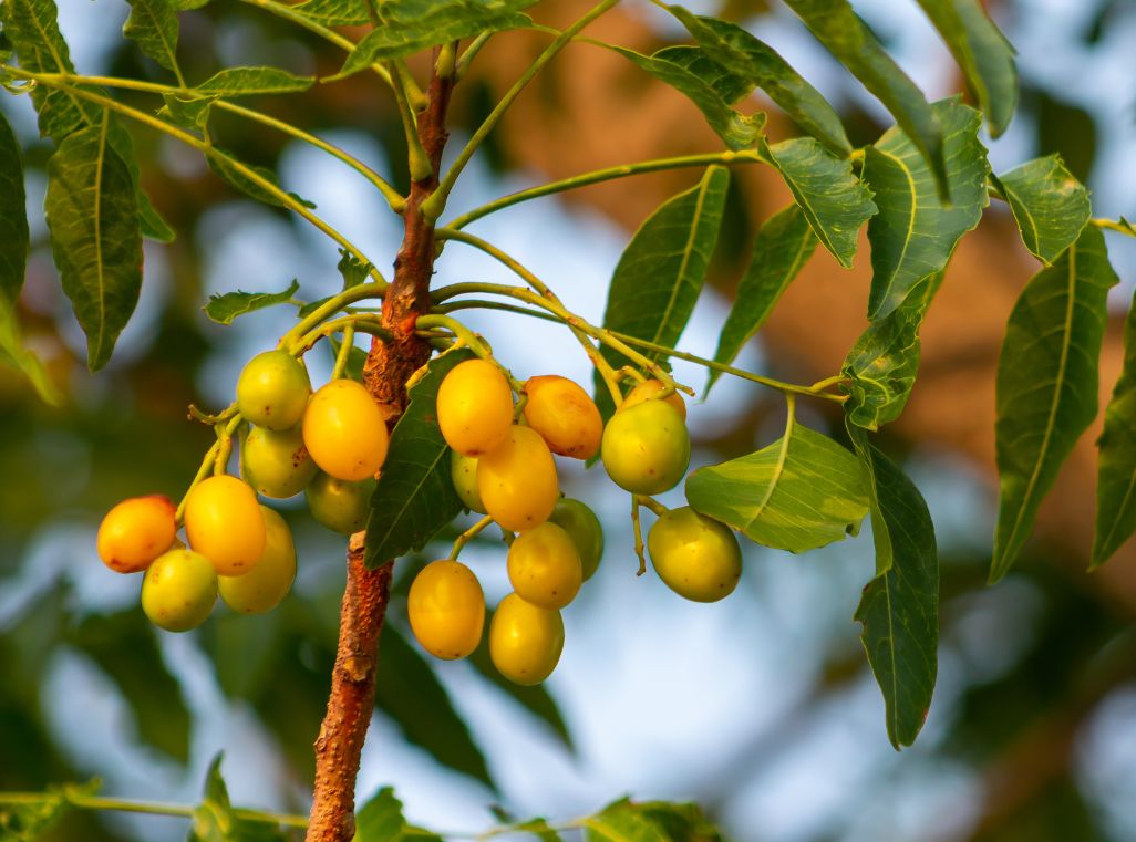 Neemolie: natuurlijke alleskunner voor huid, tuin en dier (met recepten)