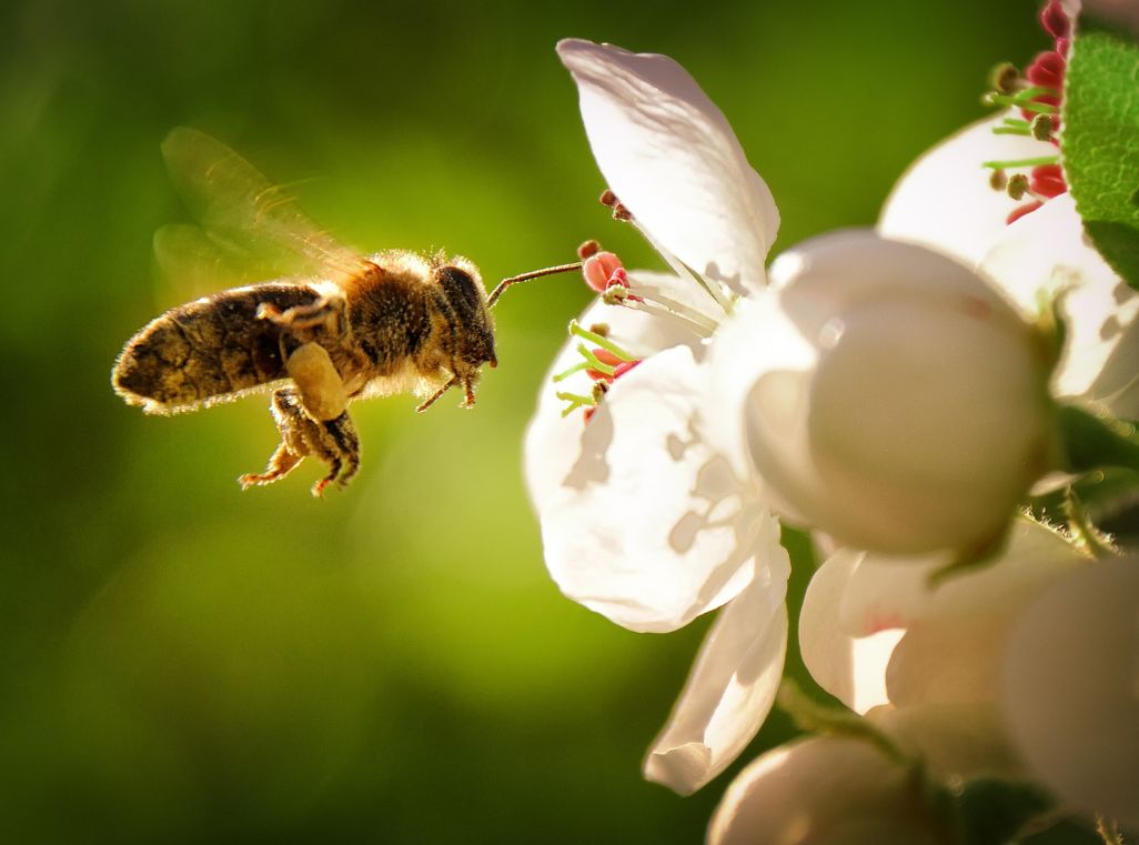 10 plantaardige alternatieven voor bijenwas
