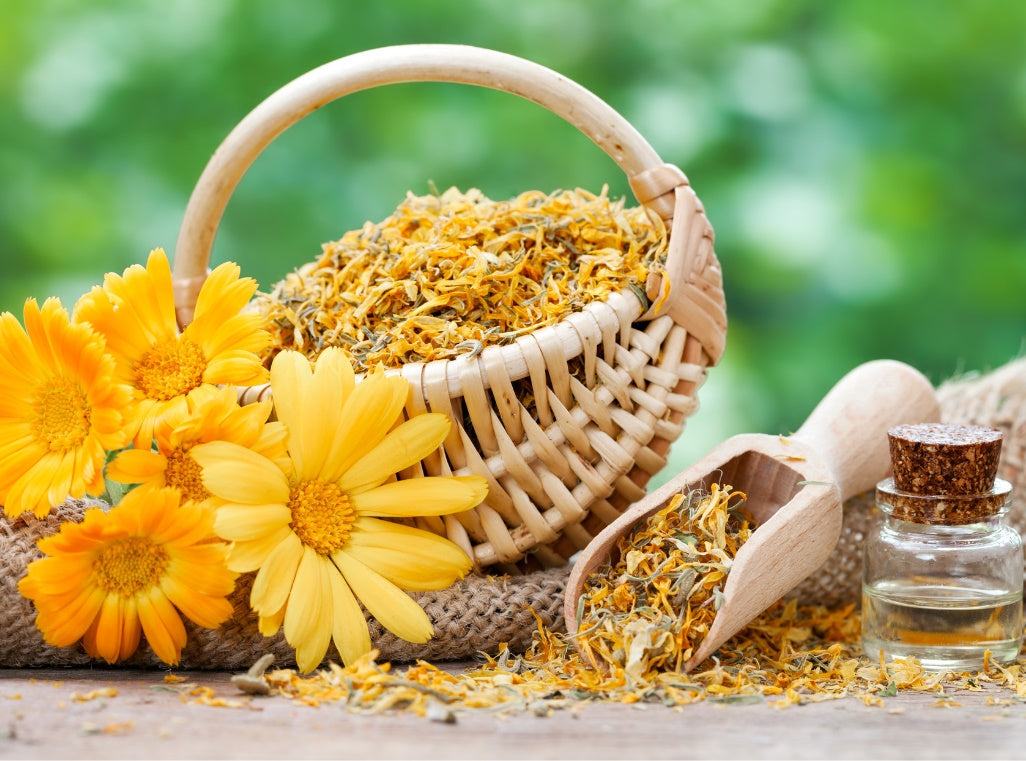 Goudsbloem (Calendula): toepassingen voor DIY-cosmetica